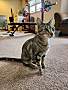 BETTY CROCKER - Domestic Shorthair available for adoption