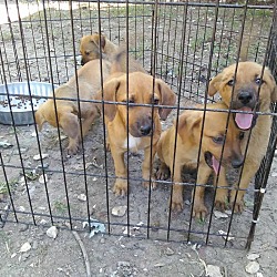 Photo of liter of  puppies