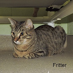 Thumbnail photo of Fritter #3