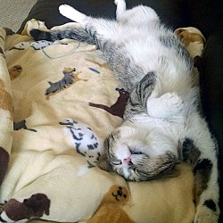 Thumbnail photo of Jordy~ The Dream Cat #4
