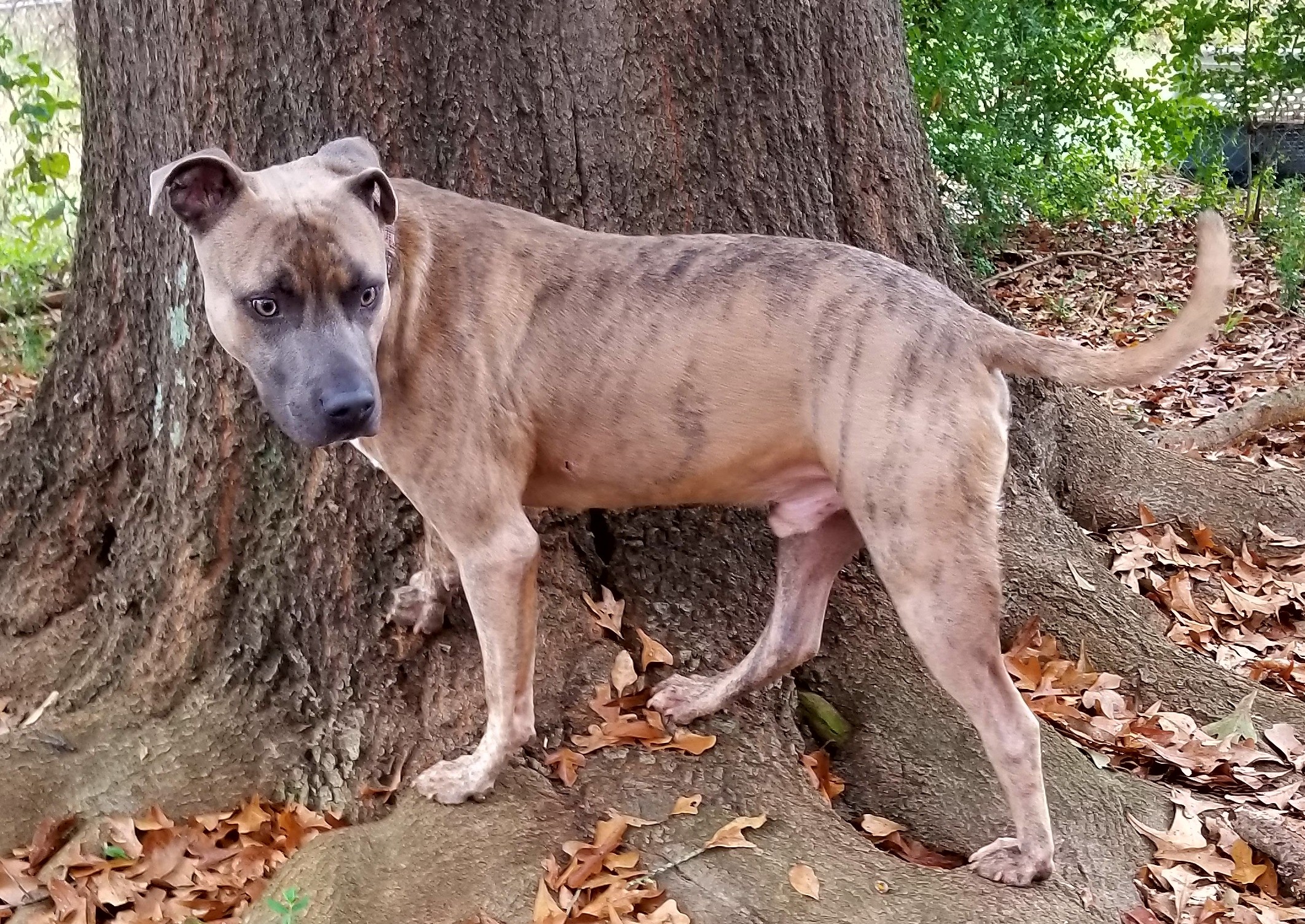 tiger striped bullmastiff