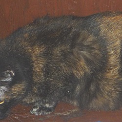 Thumbnail photo of Sweet Tortie #2