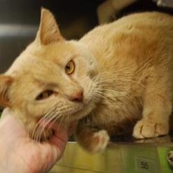 Newton Ks Domestic Shorthair Meet Tatonka A Pet For Adoption