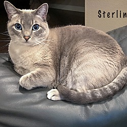 Thumbnail photo of Sterling #3
