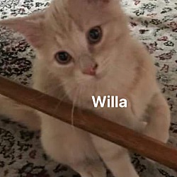 Thumbnail photo of Willa #1