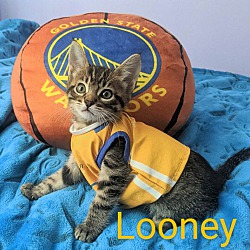 Thumbnail photo of Looney #2