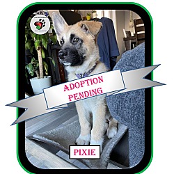 Thumbnail photo of Pixie - ADOPTION PENDING! #1