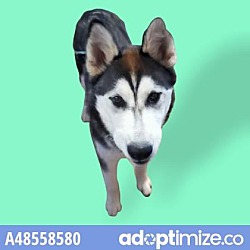 Photo of Adopt Or Foster Me