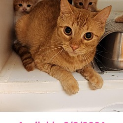 Thumbnail photo of Cat Condo #10 Ginger #2