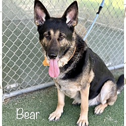 Thumbnail photo of BEAR #1