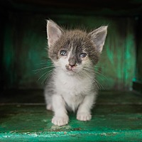 adopt a pet