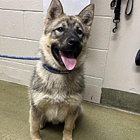 adopt a pet