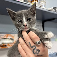 adopt a pet