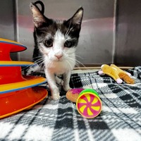 adopt a pet
