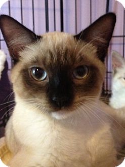 Monroe Ga Tonkinese Meet Toley A Pet For Adoption