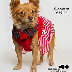 Thumbnail photo of Cinnamon (Foster) #2