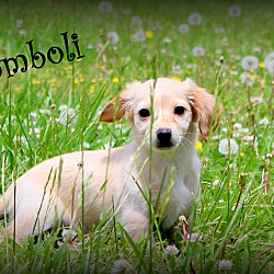 Thumbnail photo of Stromboli~adopted! #3