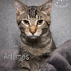 Thumbnail photo of Artemis #3