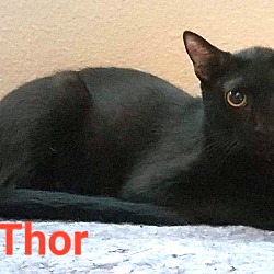 Thumbnail photo of Thor #2