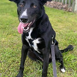 Photo of Loki