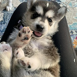 Thumbnail photo of The Spice Girls 5 Husky babies #1