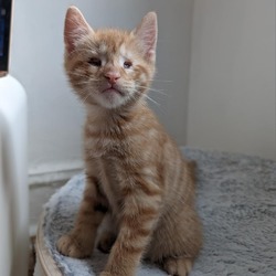 Photo of Red Sonja's Kitten: Falkor