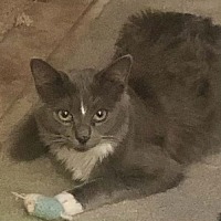 adopt a pet