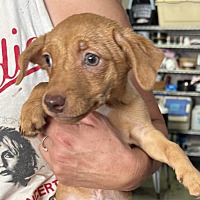 adopt a pet
