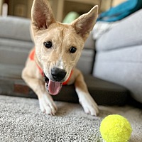 adopt a pet