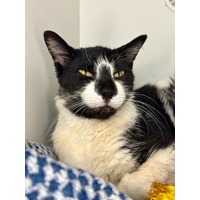adopt-pet
