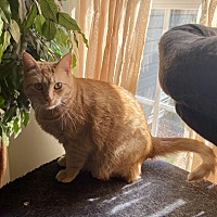 adopt a pet