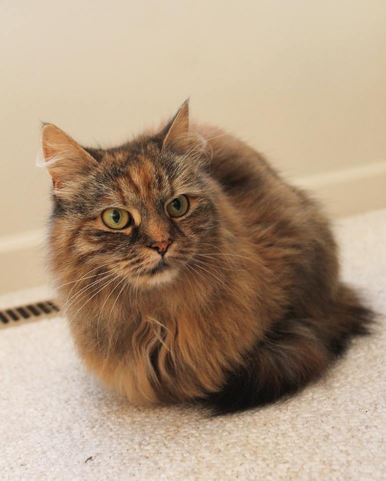 Eugene Or Siberian Meet Charlie A Pet For Adoption
