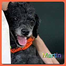 Thumbnail photo of Martin #1