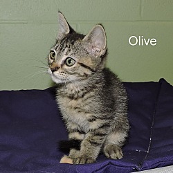 Thumbnail photo of Olive #2