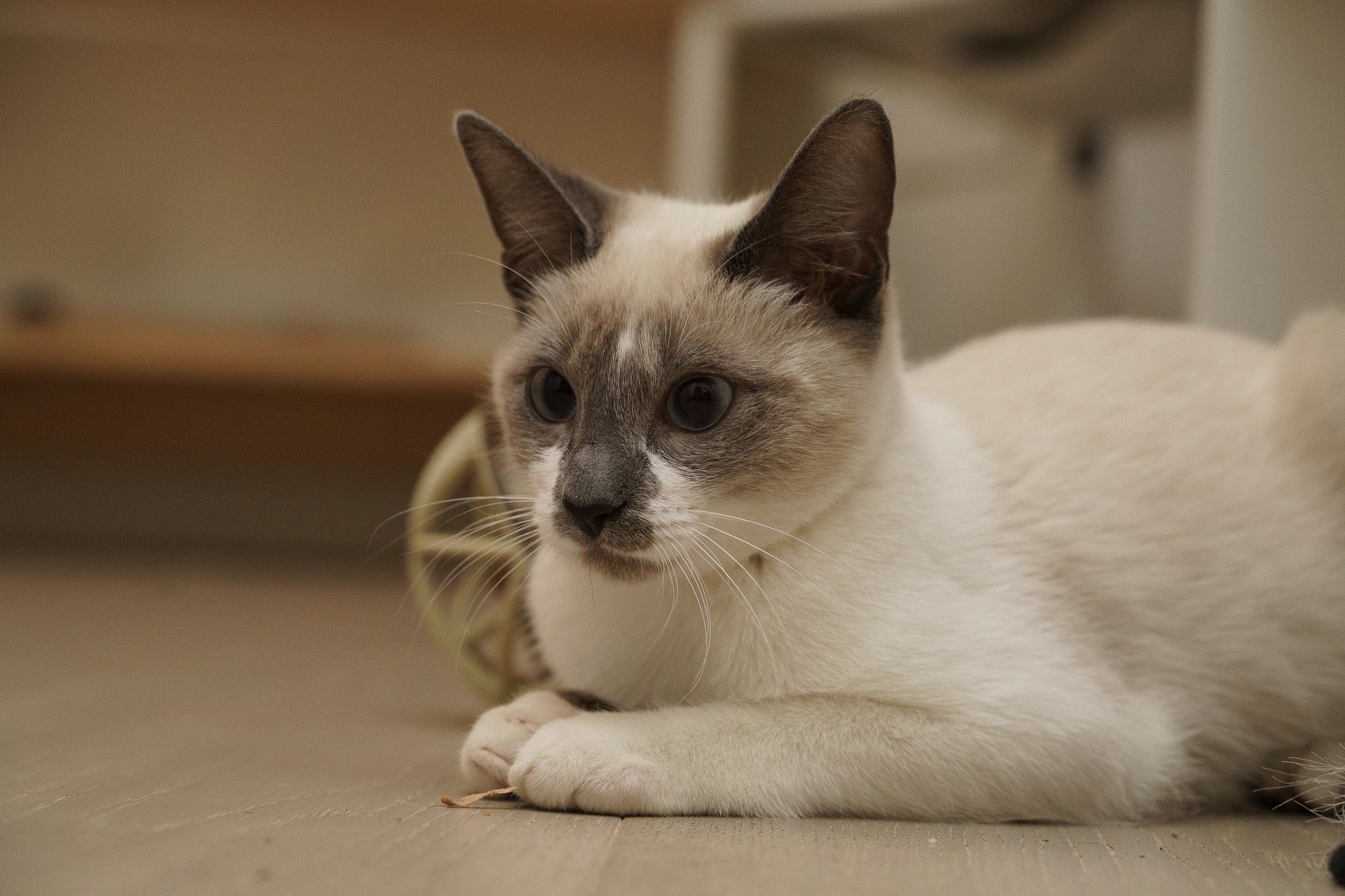 Vancouver Bc Siamese Meet Cabo A Pet For Adoption