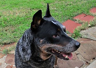 Petsmart best sale parvo treatment