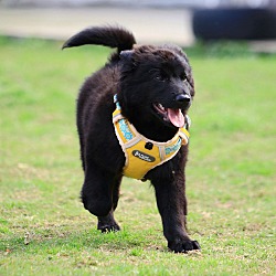 Thumbnail photo of Frank (Formosan Mountain Dog) #4