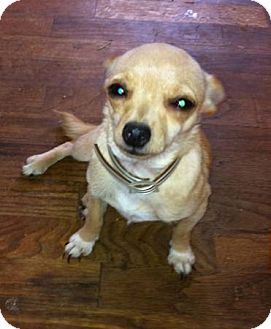 sugar baby chihuahuas