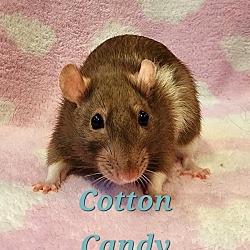 Photo of Cotton Candy