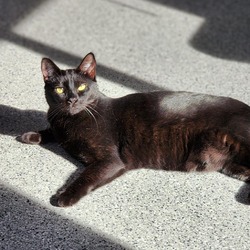 Photo of Doja Cat