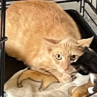 adopt a pet