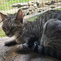 adopt-pet