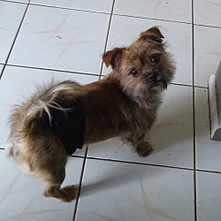 Brussels griffon sales cairn terrier mix