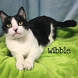 Thumbnail photo of Wibble #1