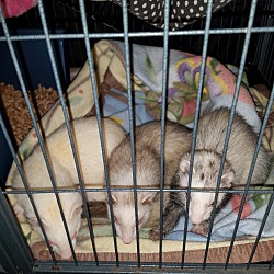 Thumbnail photo of Snowbell,Sweetpea+Charlotte #1