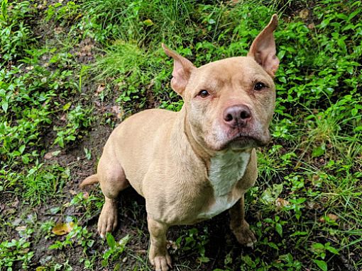 Armonk Ny Staffordshire Bull Terrier, Adopt A Dog Armonk