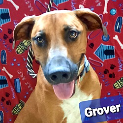Thumbnail photo of Grover #2