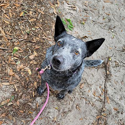 Edgewater, FL - Blue Heeler. Meet Lady a Pet for Adoption - AdoptaPet.com