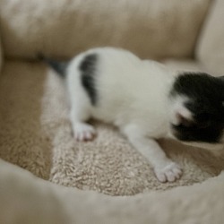 Thumbnail photo of Kismet (Destiny Kittens) #2
