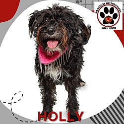 Thumbnail photo of HOLLY #1